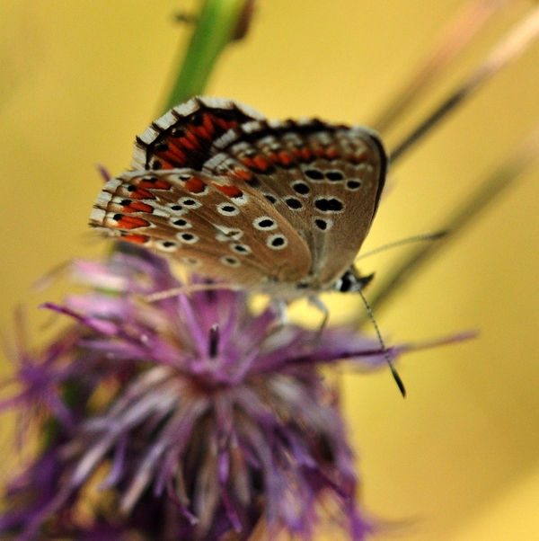 Lycaenidae da id.